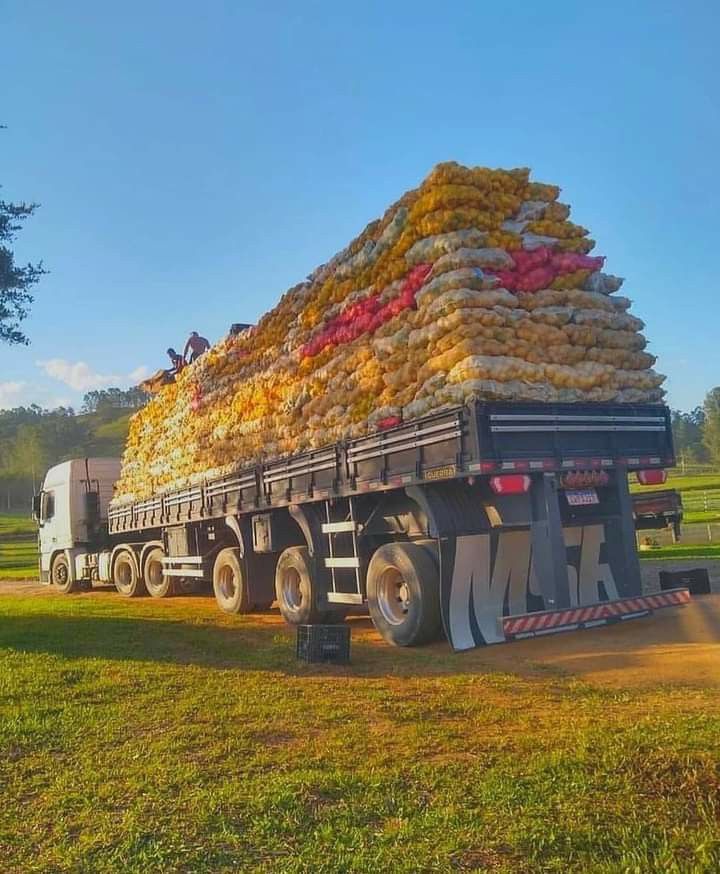 FOCOS TRASEROS BRASILEÑOS